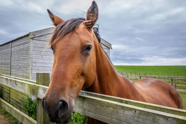 View of a nice brown horse on a green farm — Stock Photo, Image