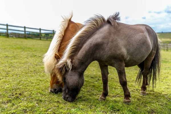 Two beautiful horses with long mane and different color are graz — Stock Photo, Image