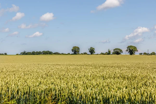 İngiltere'nin Doğu güzel güneşli bir tabiat manzarası