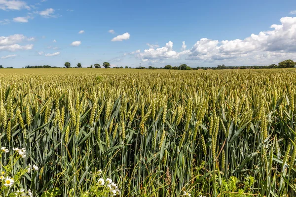 Manzara bir alanın Doğu İngiltere'de sivri