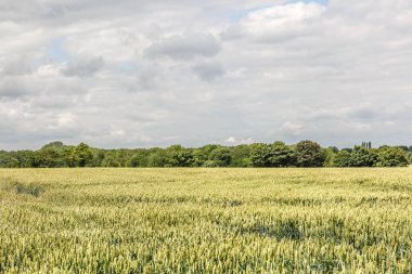 Görünümü, bir yatay, çayır ve birçok ağaç, İngiltere