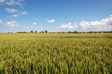 İngilizce bir countr tek tip bitki örtüsü ile güzel manzara