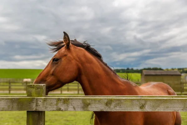 View of a cute brown horse on a green and pretty farm in the eas — Stock Photo, Image