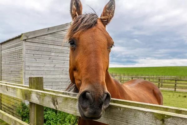 Close-up of a beautiful brown horse leaning its head by the wood — Stock Photo, Image