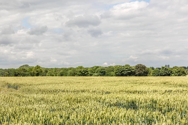 Görünümü, bir yatay, çayır ve birçok ağaç, İngiltere