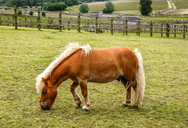 View of a cute brown horse grazing on a ranch — Stock Photo, Image