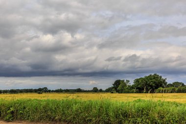 Çayır ve grove bir bulutlu gün İngiltere'nin bir alanda görünümü