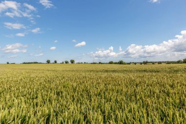 Summer ortasında bile bitki örtüsü ile güzel kırsal