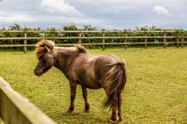 Bir çiftlikte yele ile küçük koyu kahverengi at