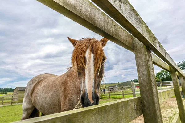 A cute horse with horsehair looking frontally, on a farm east of