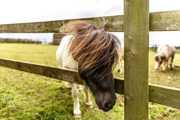 Ganska liten häst sticker huvudet i på ett staket — Stockfoto