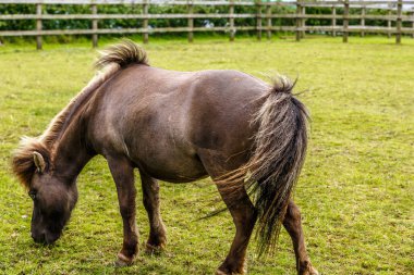Küçük bir at ortasında güzel bir çiftlik otlatma