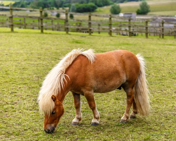 View of a cute horse with many manes grazing on a nice meadow on — Stock Photo, Image