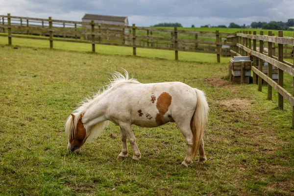 A small horse with brown spots is grazing on a farm in England — Stock Photo, Image