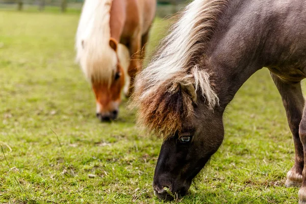 Two beautiful horses with long mane grazing in a meadow — Stock Photo, Image