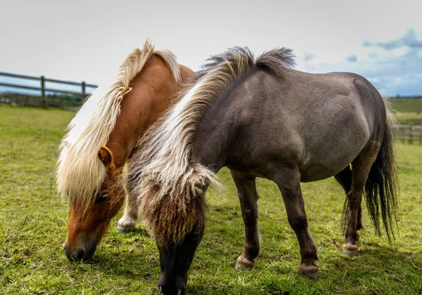 Two cute horses with long mane and different color are eating in