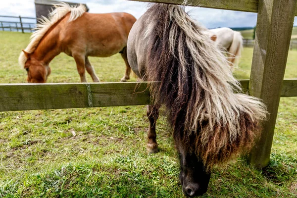 Two small cute dark horses next to a fence on an animal farm — Stock Photo, Image