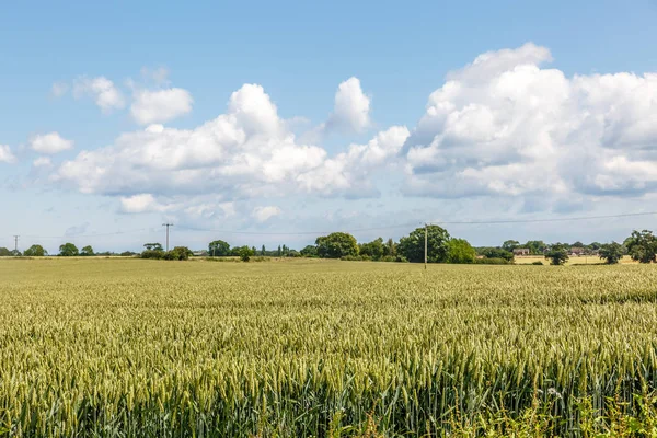 Yaz bitki örtüsü kırsalında Norfolk, İngiltere