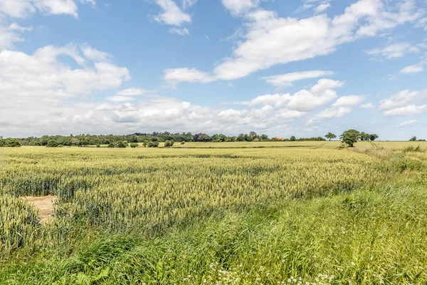 Yaz aylarında İngiltere'nin Doğu nun vahşi bir çayır görünümü