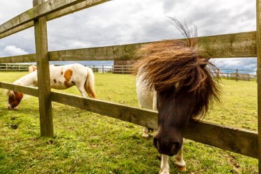 Bir Doğu İngiltere çiftlikte duran iki küçük at görünümünü