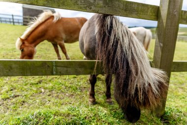 Bir hayvan çiftliği bir çitin yanında iki küçük karanlık at görünümünü