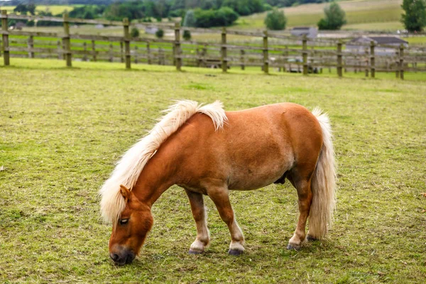 A small horse with many manes eats in the middle of a beautiful — Stock Photo, Image