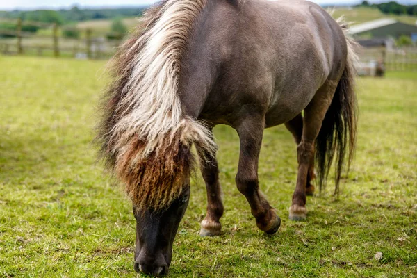 Şirin bir sır küpü closeup ortasında güzel bir çayır yiyor