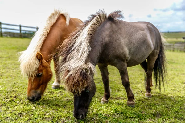 Two small horses with long mane peacefully graze in the middle o — Stock Photo, Image
