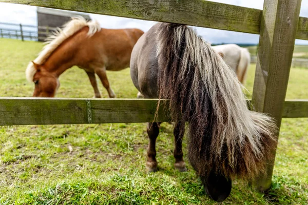 Bir hayvan çiftliği bir çitin yanında iki küçük karanlık at görünümünü