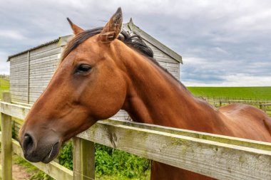 Bir Eas ahşap bir çit ile bakan bir güzel cins at