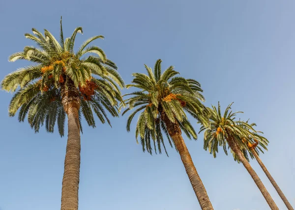 Üç güzel güneşli bir günde palmiyeler