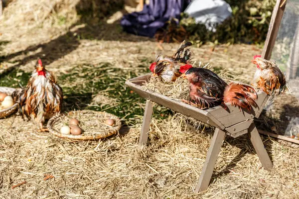 Algunas gallinas ponen huevos en una granja — Foto de Stock