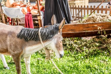 Açık bir yemlik, Noel eşek gösterimi
