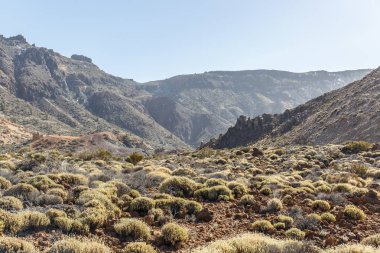 Bazı bitki örtüsü ve volkanik bölge kurak manzara