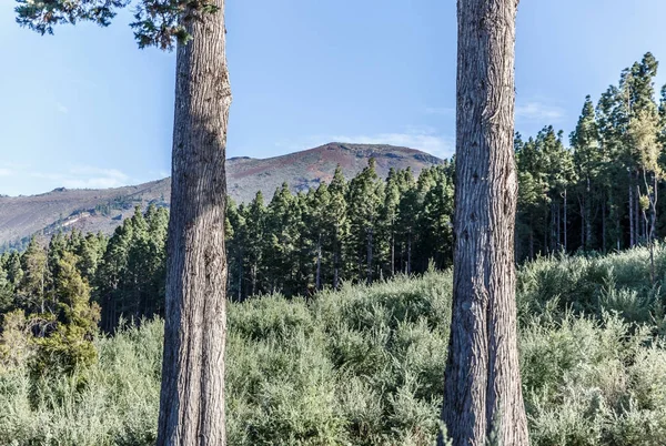 Vista de dois troncos de árvores preciosas, em uma floresta protegida — Fotografia de Stock