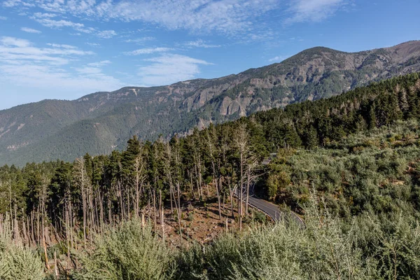Vista de uma floresta com muita vegetação e uma bela montanha — Fotografia de Stock