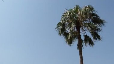 Arka planda Mavi Gökyüzü olan tek bir palmiye ağacı