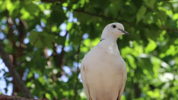 Pigeon Assis Sur Une Branche Arbre — Video