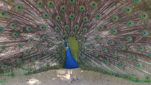 Beautiful Peacock Open Feathers — Stock Video