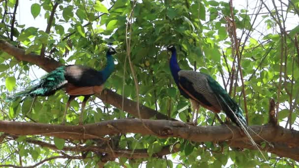 Beautiful Peacock Couple Resting Tree Branch — Stock Video