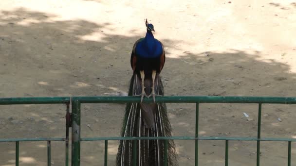 Vackra Peacock Sitter Ett Staket — Stockvideo