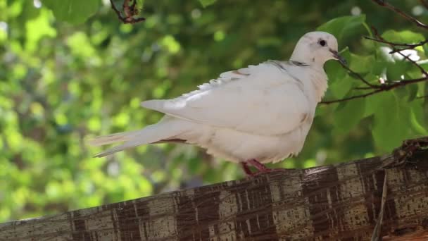 Pigeon Sitting Tree Branch — Stock Video