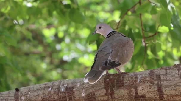 Pigeon Assis Sur Une Branche Arbre — Video