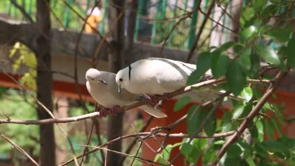 Pigeon Couple Sitting Tree Branch — Stock Video
