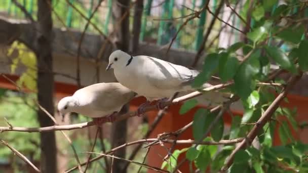 Pigeon Couple Flew Tree Branch — Stock Video