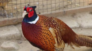 Kuşhanede Yüzük Boynlu Sülün