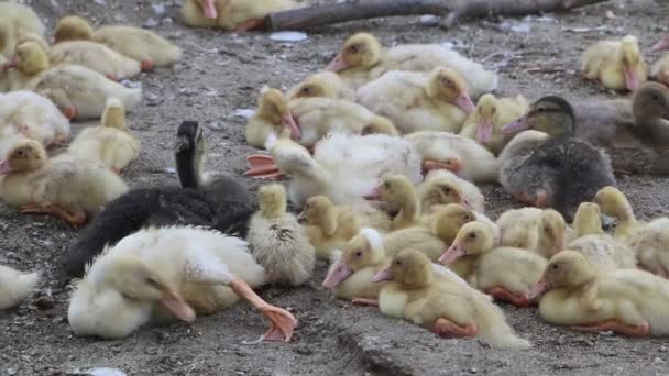 Group Duck Ducklings Resting — Stock Video