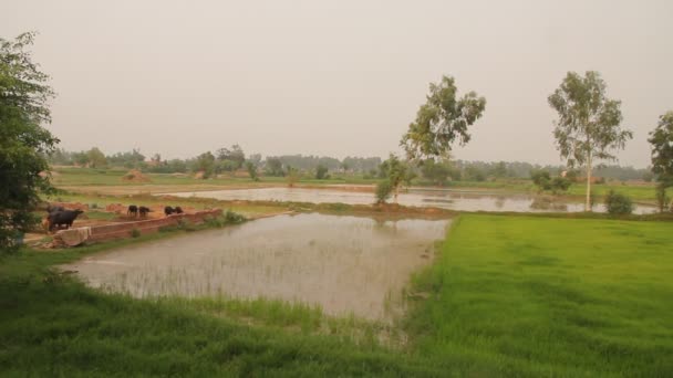 Panning Vista Dei Campi Verdi Nella Zona Rurale Del Punjab — Video Stock