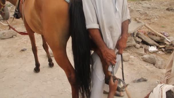 Gujranwala Pakistan Lokaler Verkäufer Der Hufeisen Anwendet Pferdeabsätze Schützen Während — Stockvideo