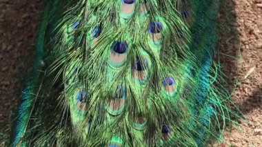 Güzel Tavuskuşu Tüyleri ve Boyun yukarı